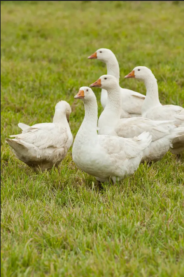 goose